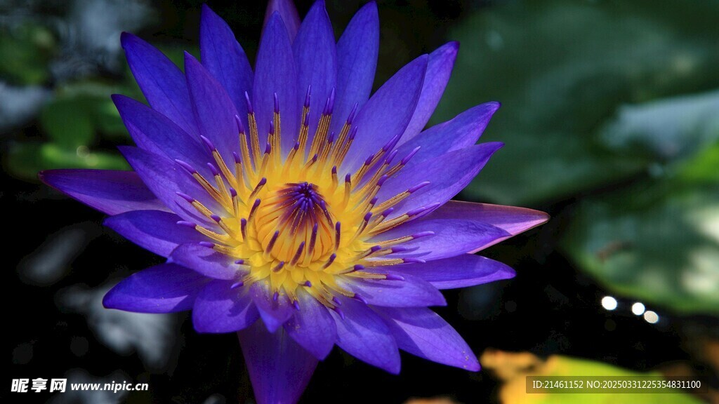 荷花