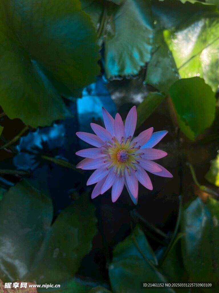 荷花