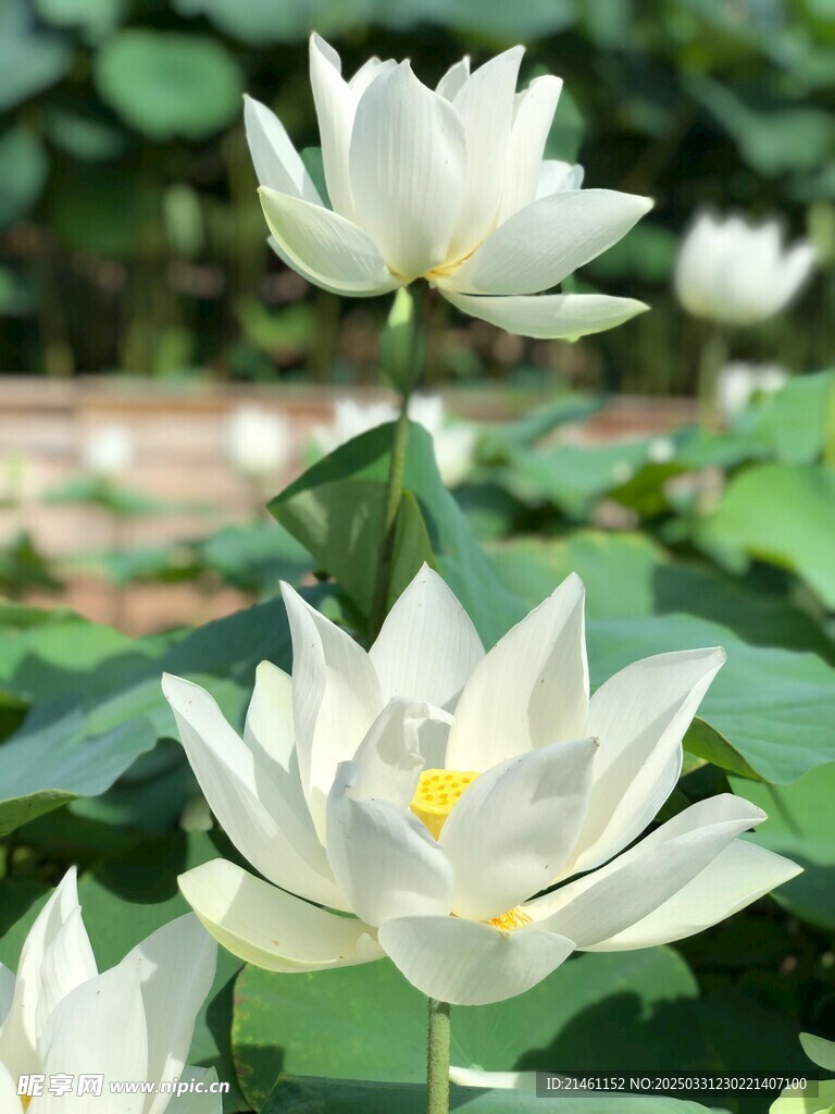 荷花