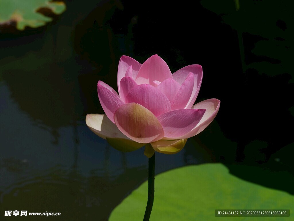 荷花
