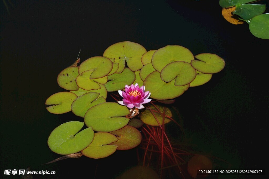 荷花