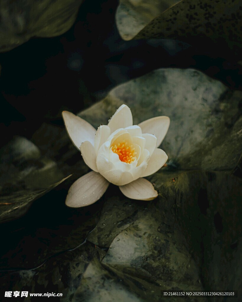 荷花