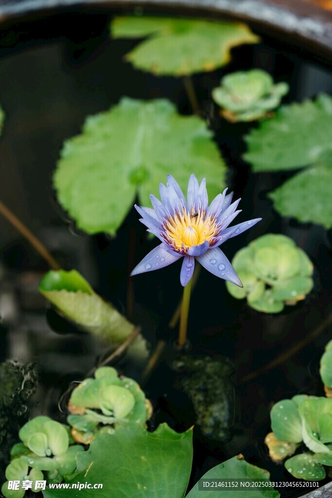 荷花