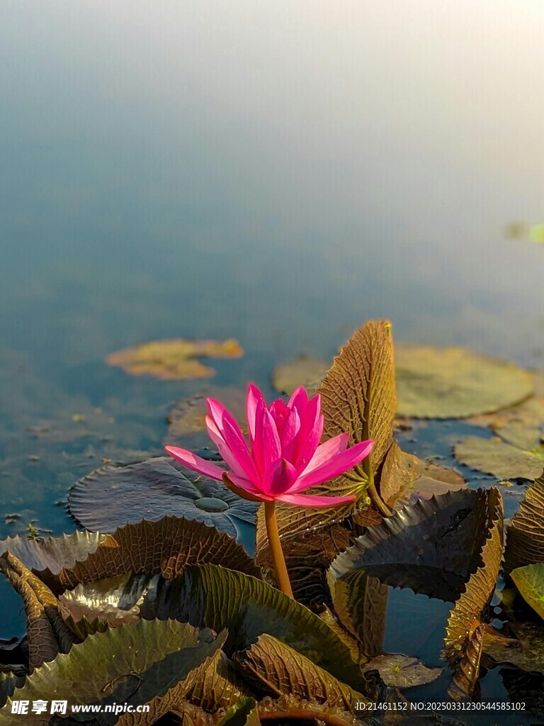 荷花