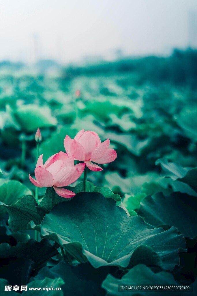 荷花
