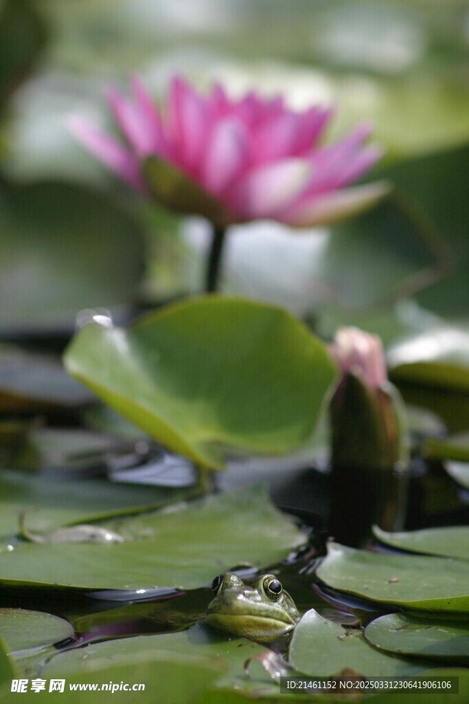 荷花