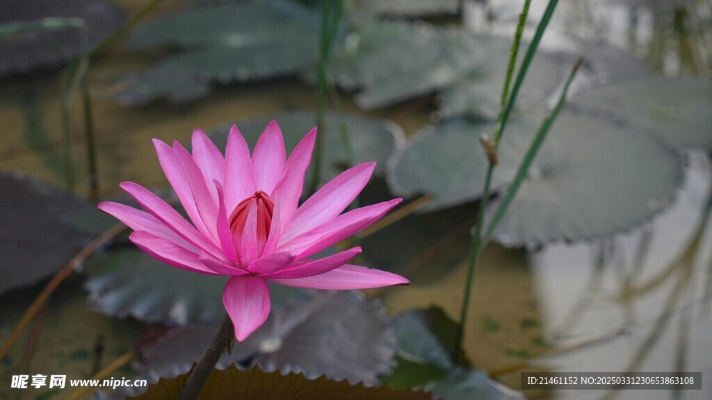 荷花