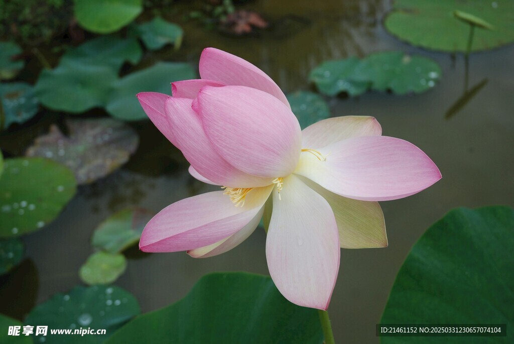 荷花