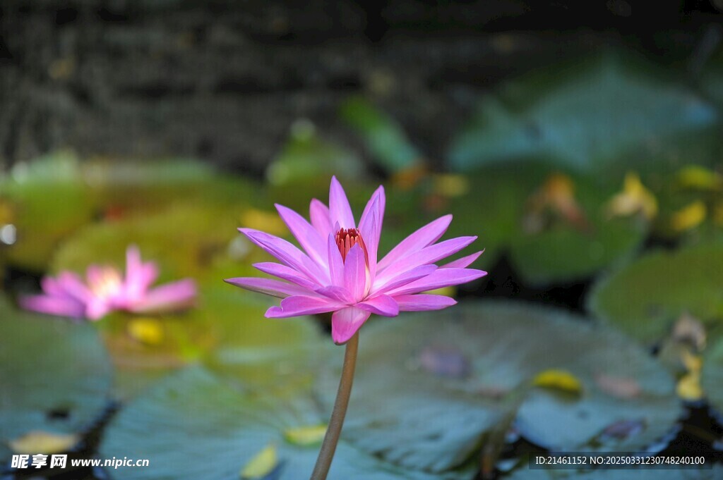 荷花