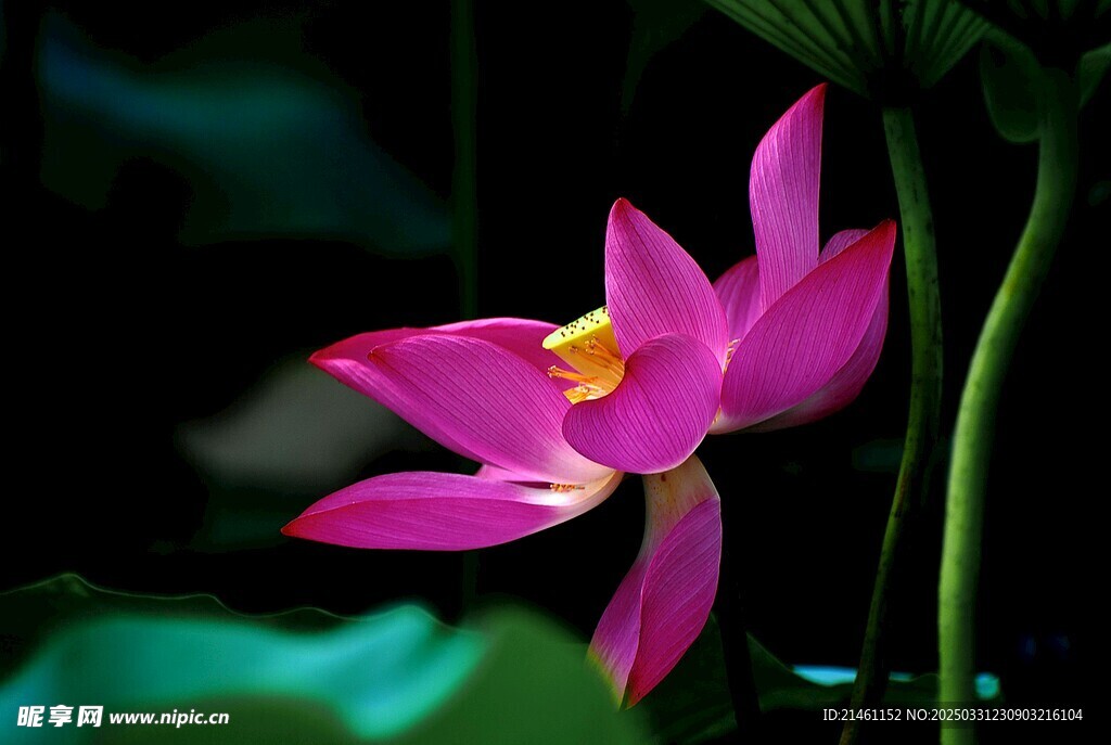 荷花