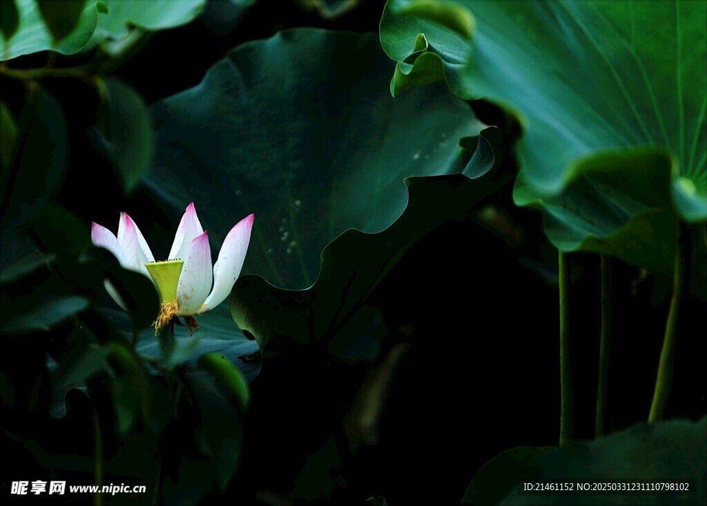荷花