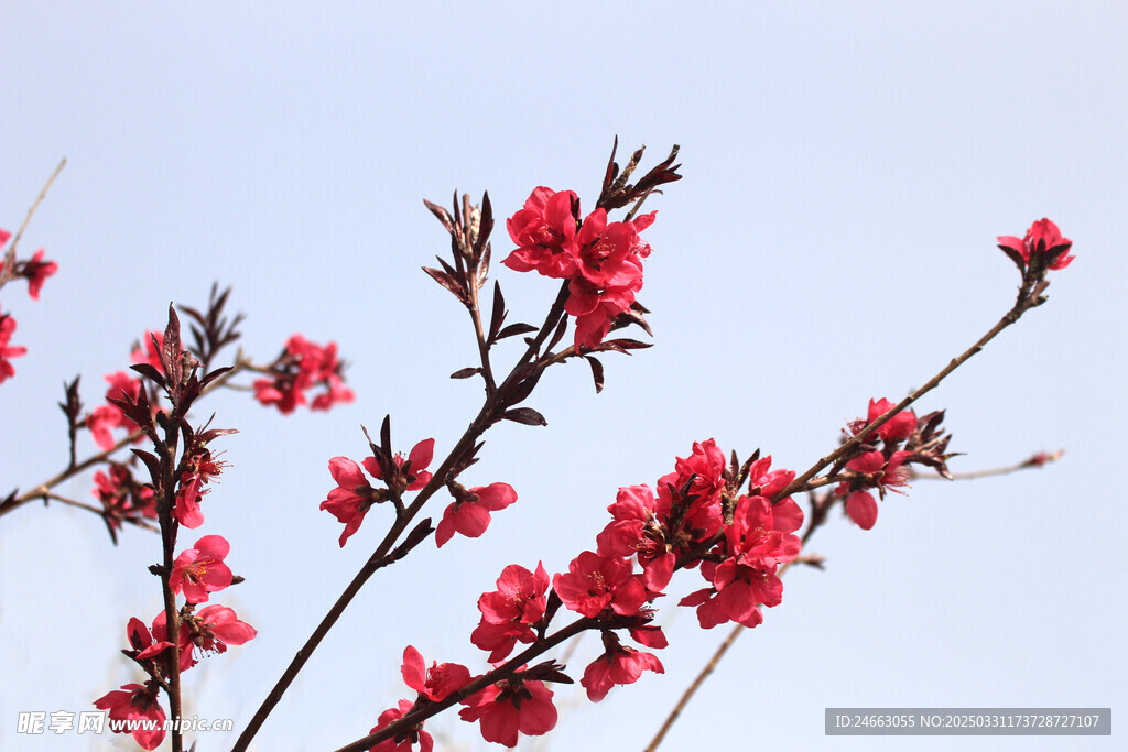 桃花