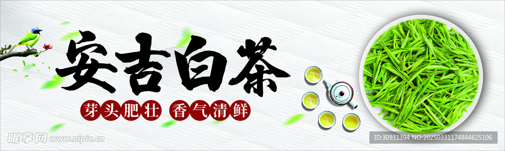 安吉白茶