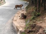野生东北虎