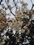 梨花