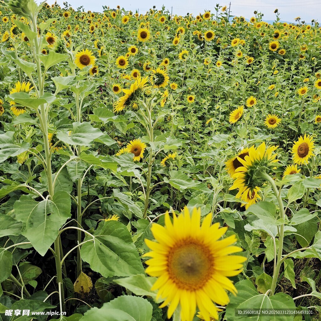 向日葵花海