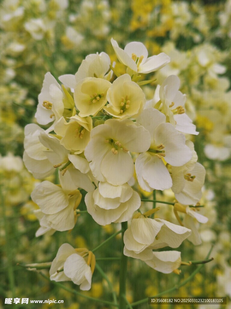 白油菜花