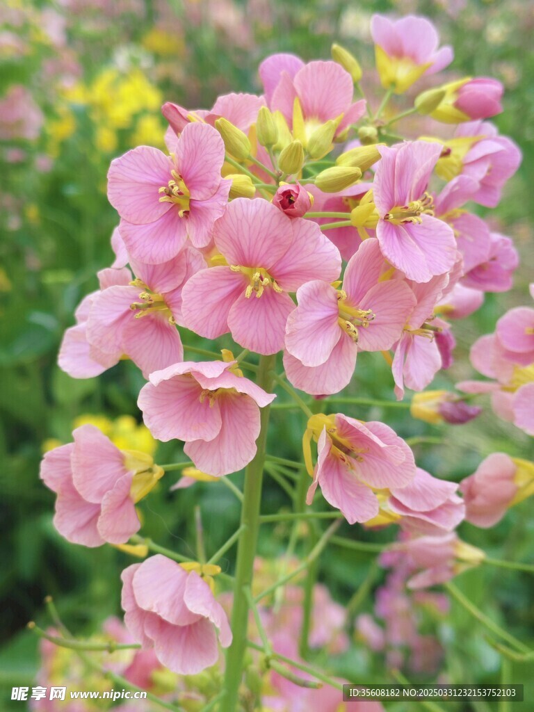 油菜花