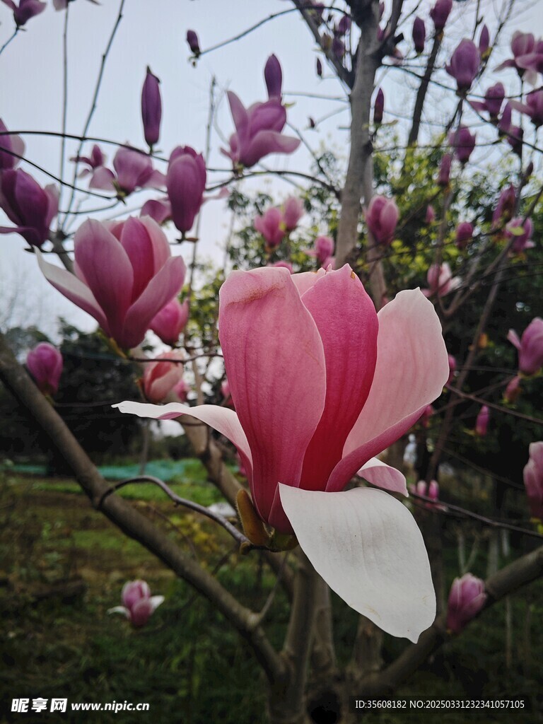 玉兰花绽放