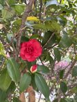 山茶花