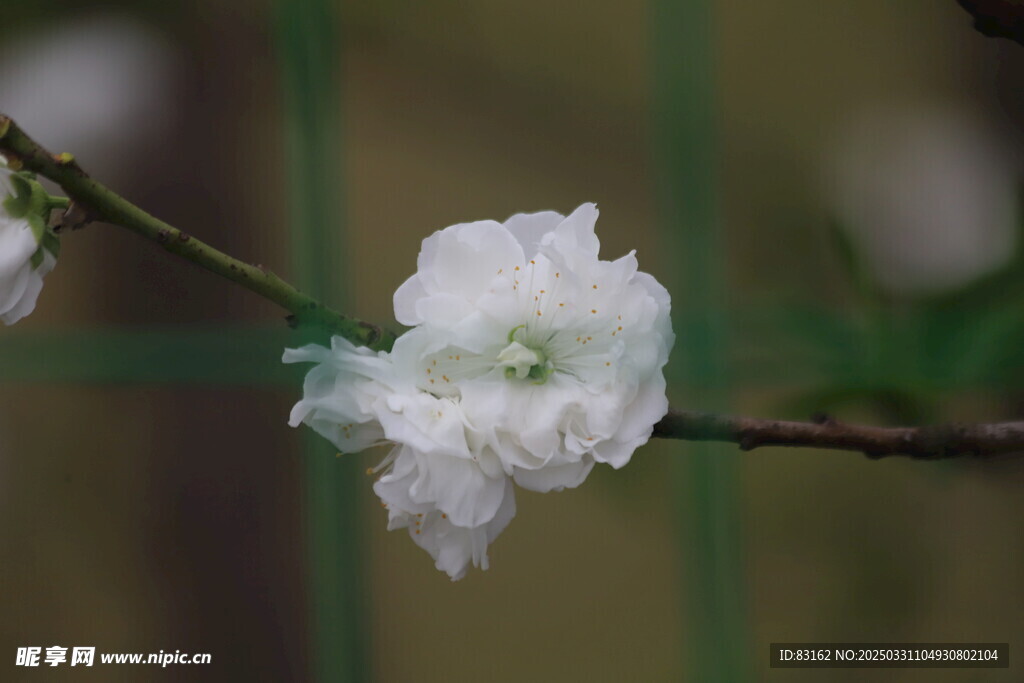 碧桃花