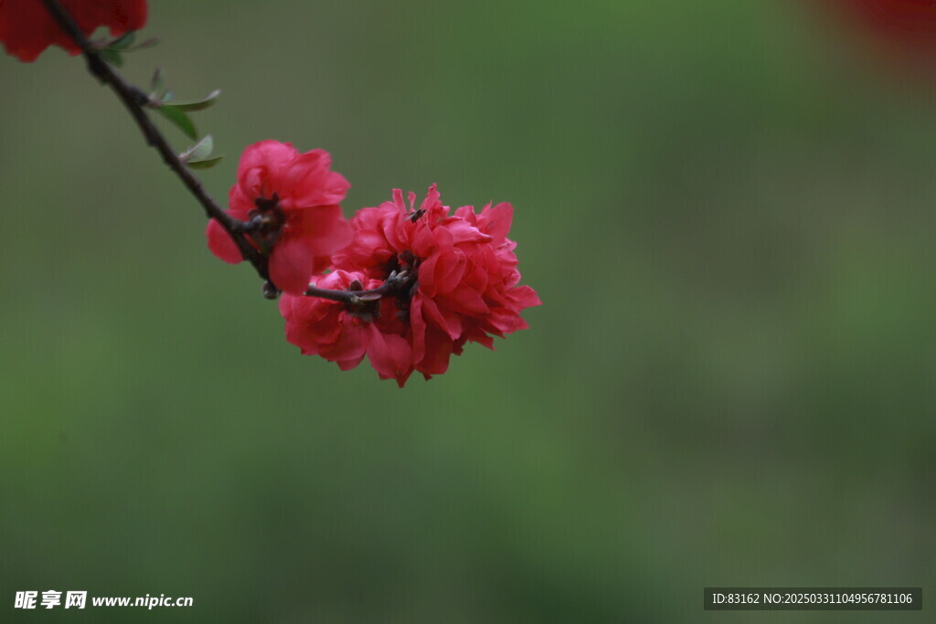 桃花