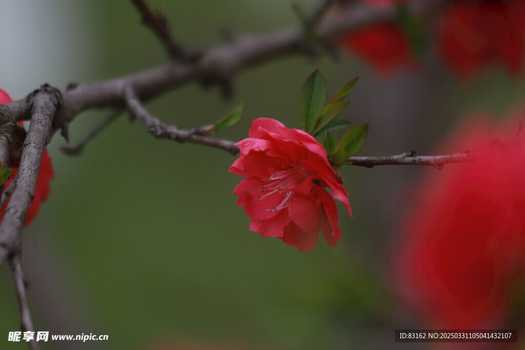 桃花