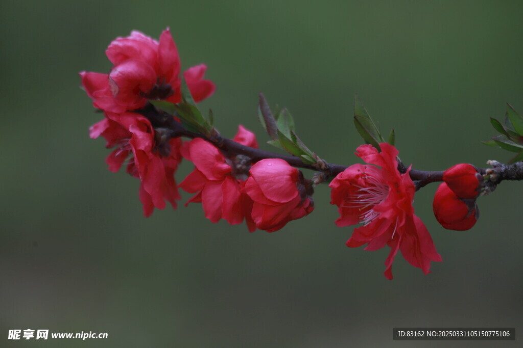 桃花