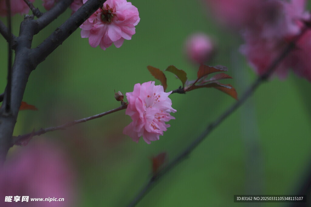 樱花