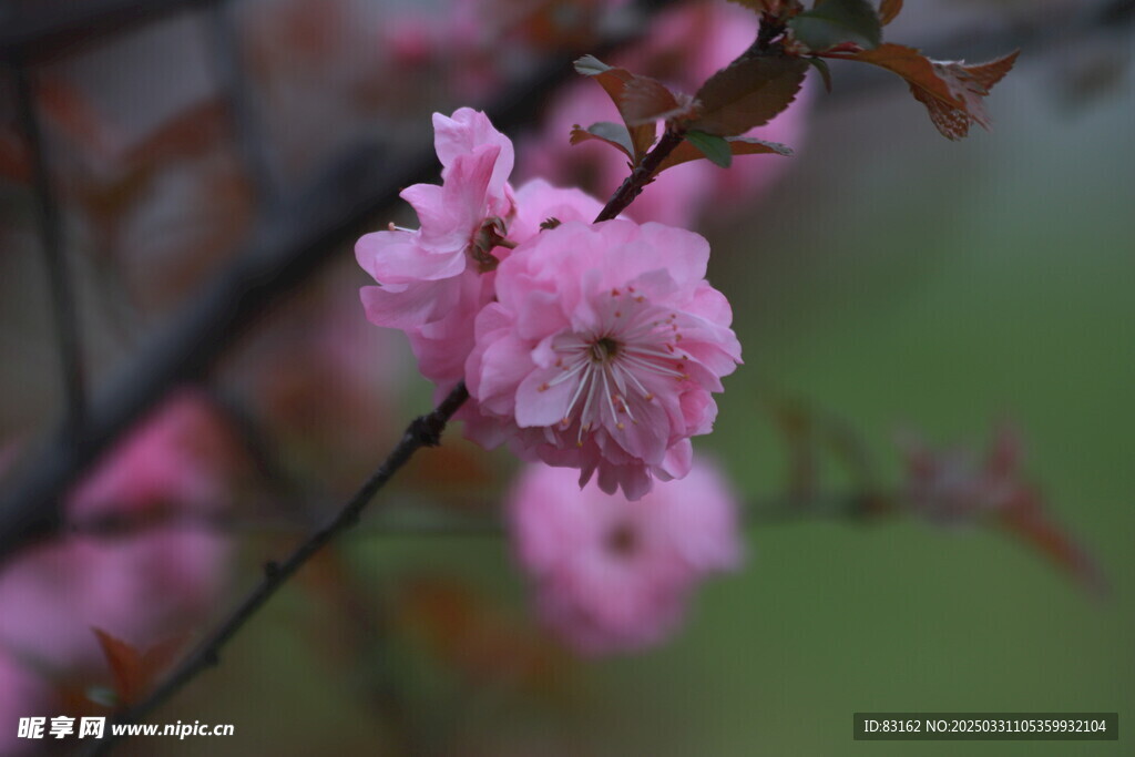 梅花