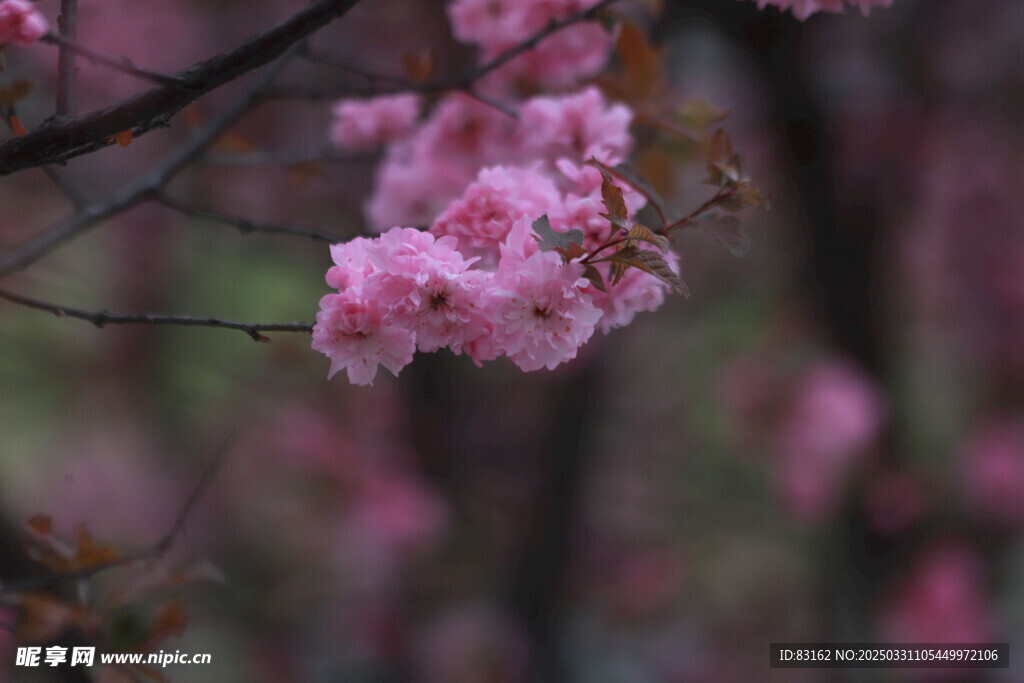梅花
