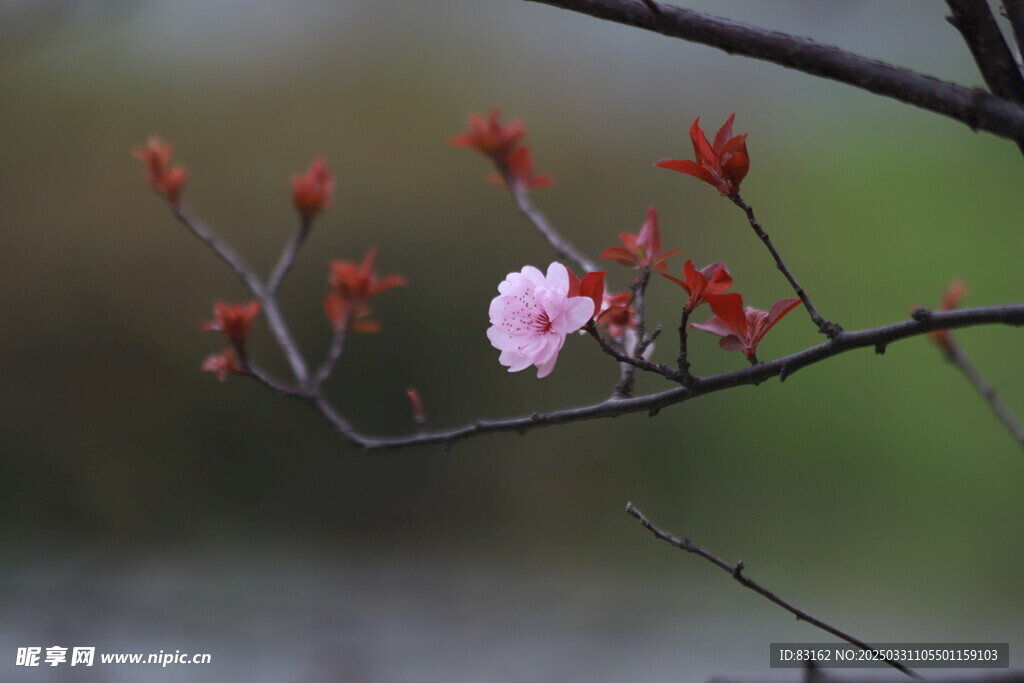 梅花