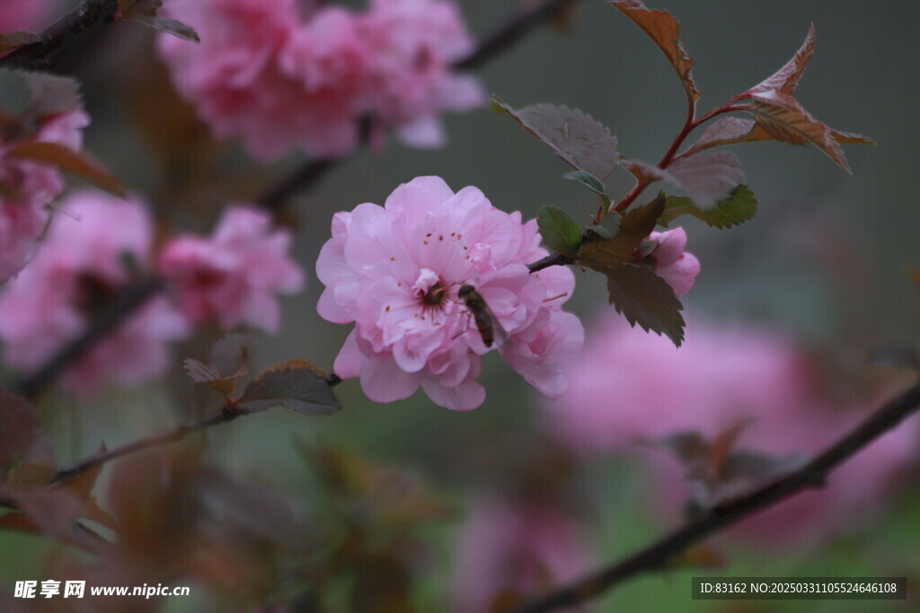 樱花