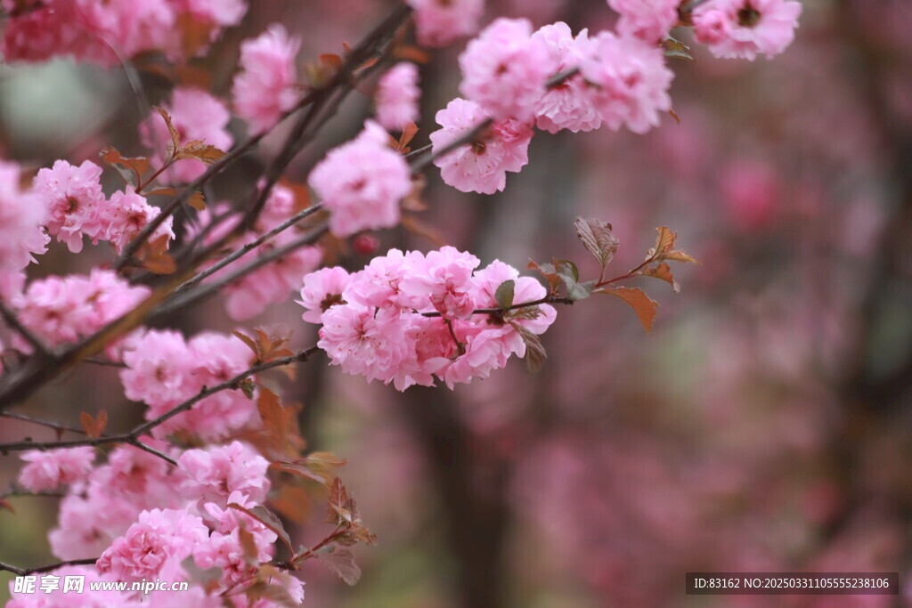 樱花