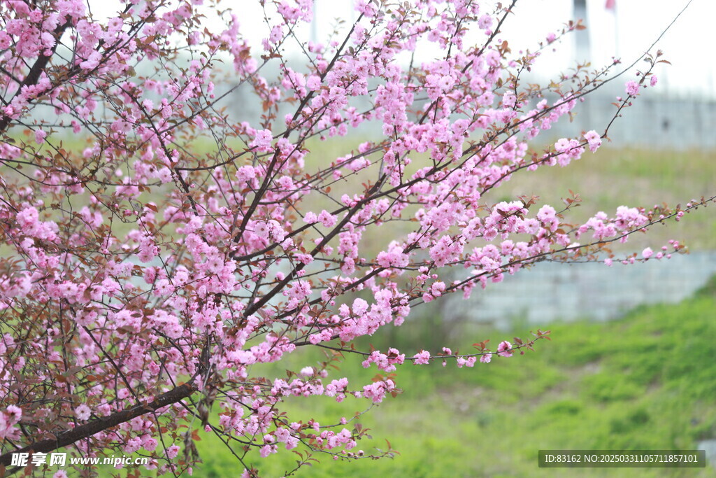 樱花