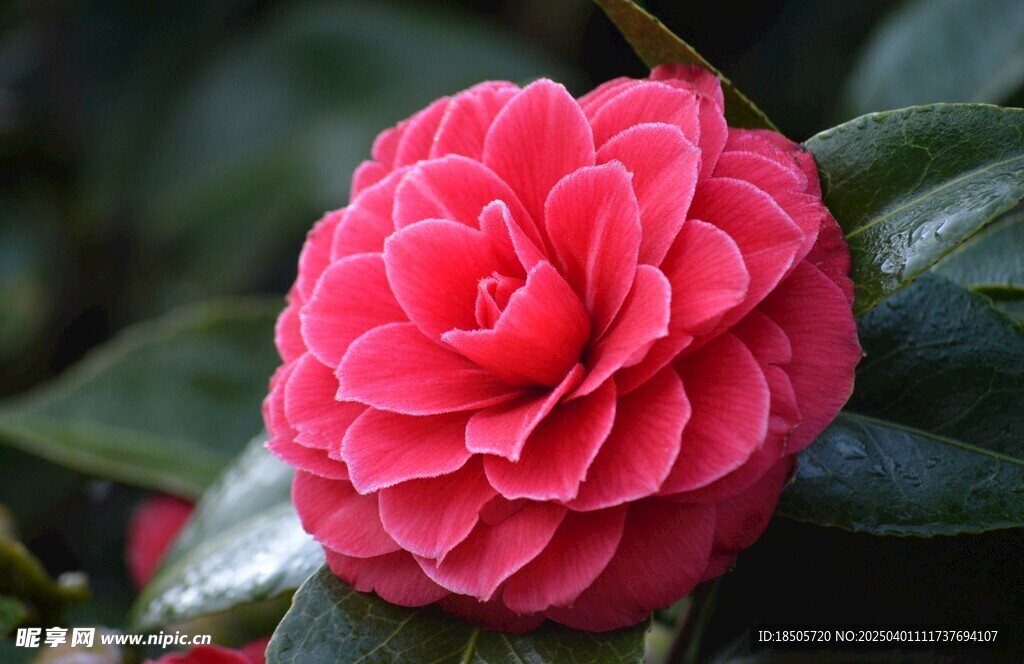 茶花