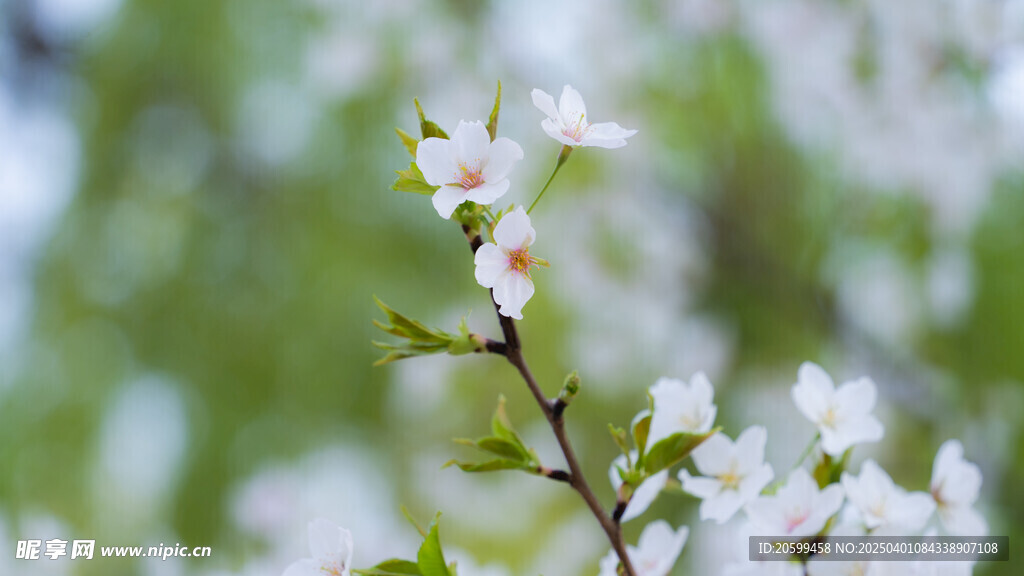 樱花