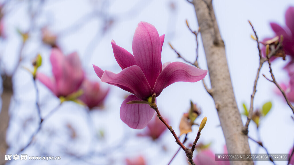 玉兰花