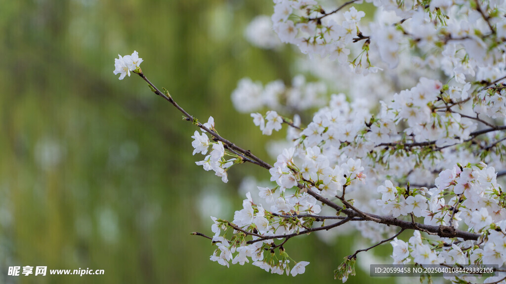 樱花