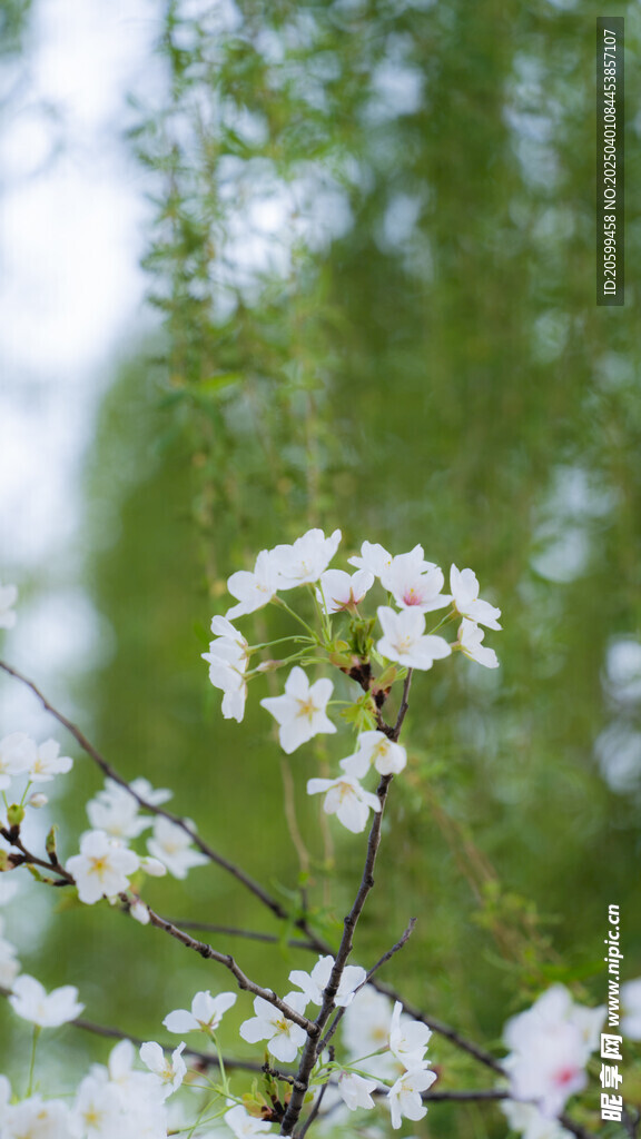 樱花