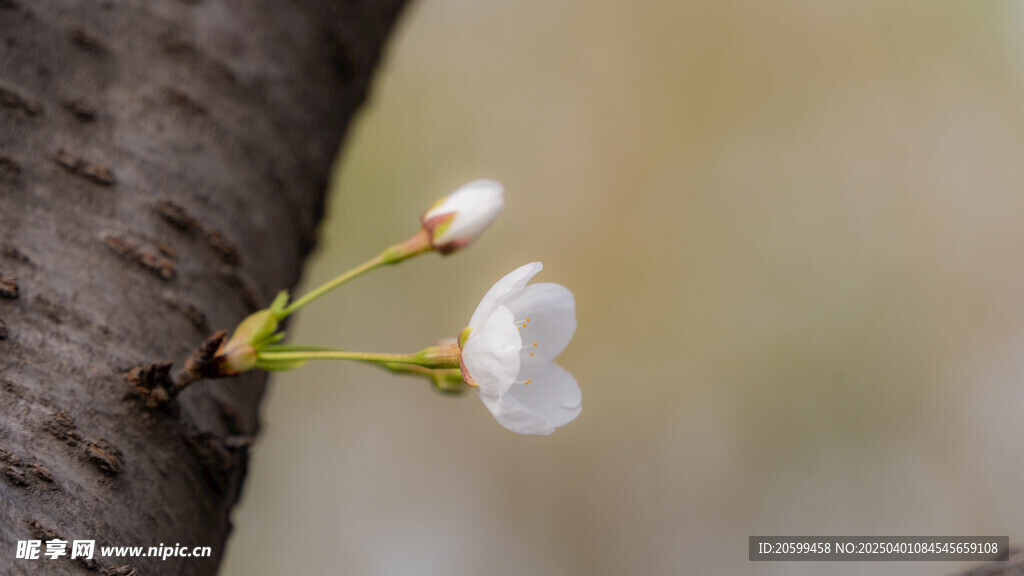 樱花