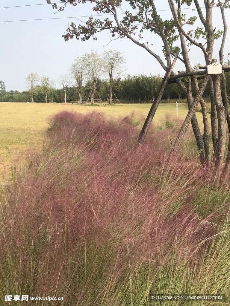 芦苇丛