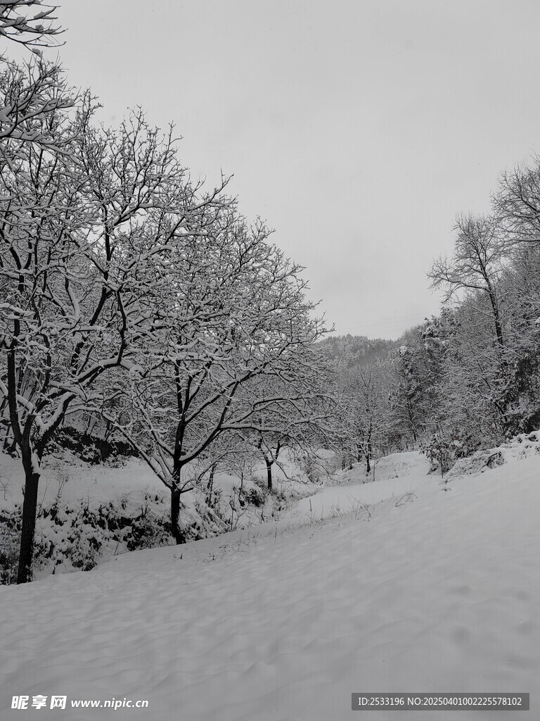 雪地
