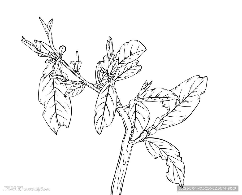茶叶手绘插画2