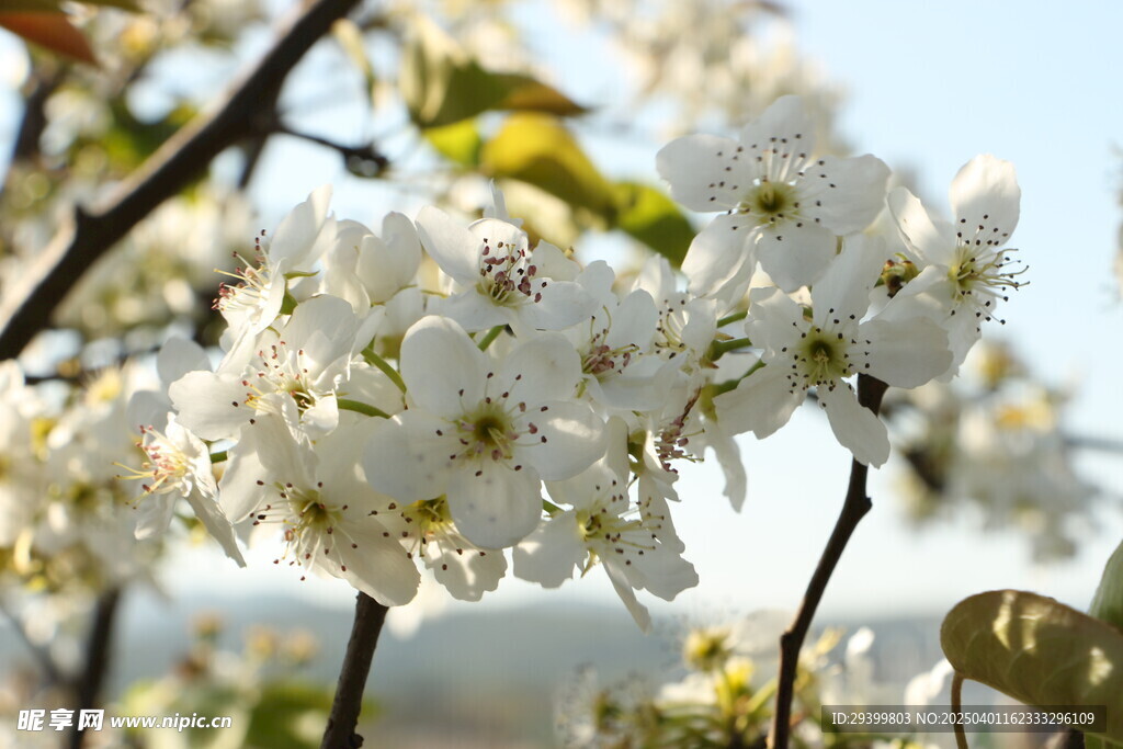 樱花