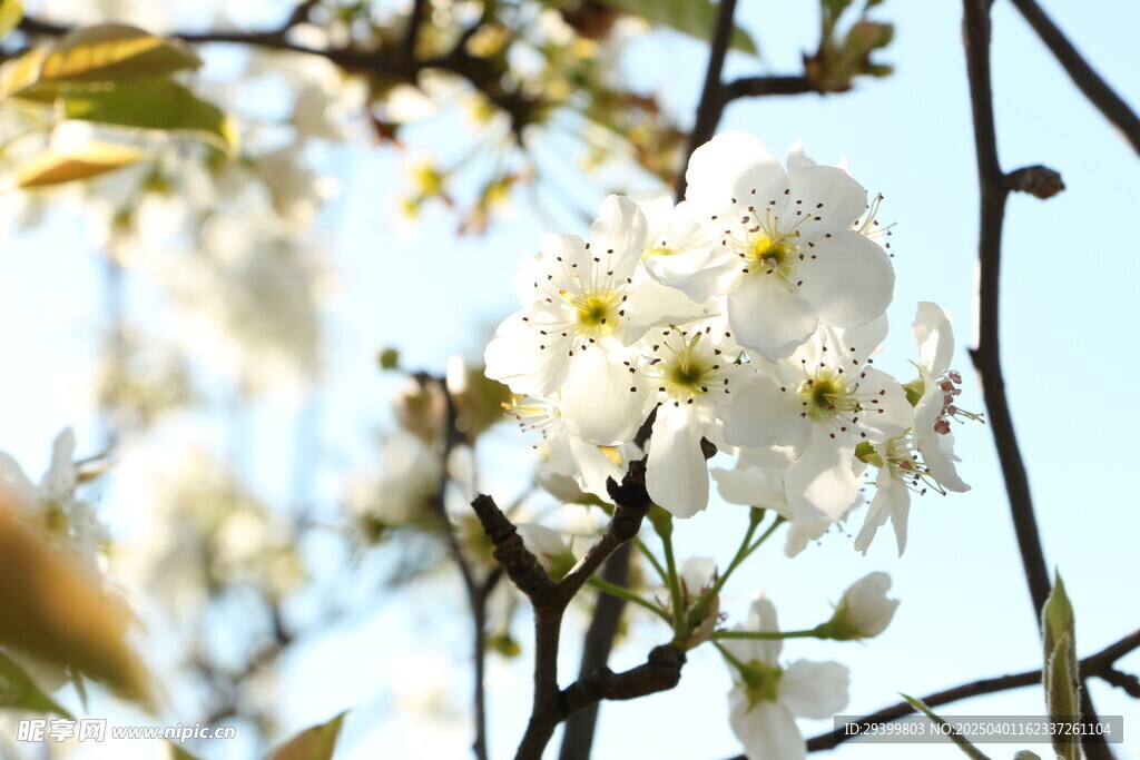 樱花