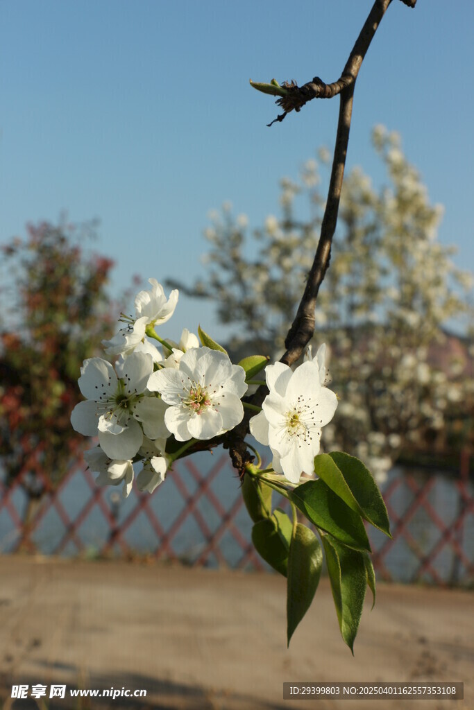 樱花