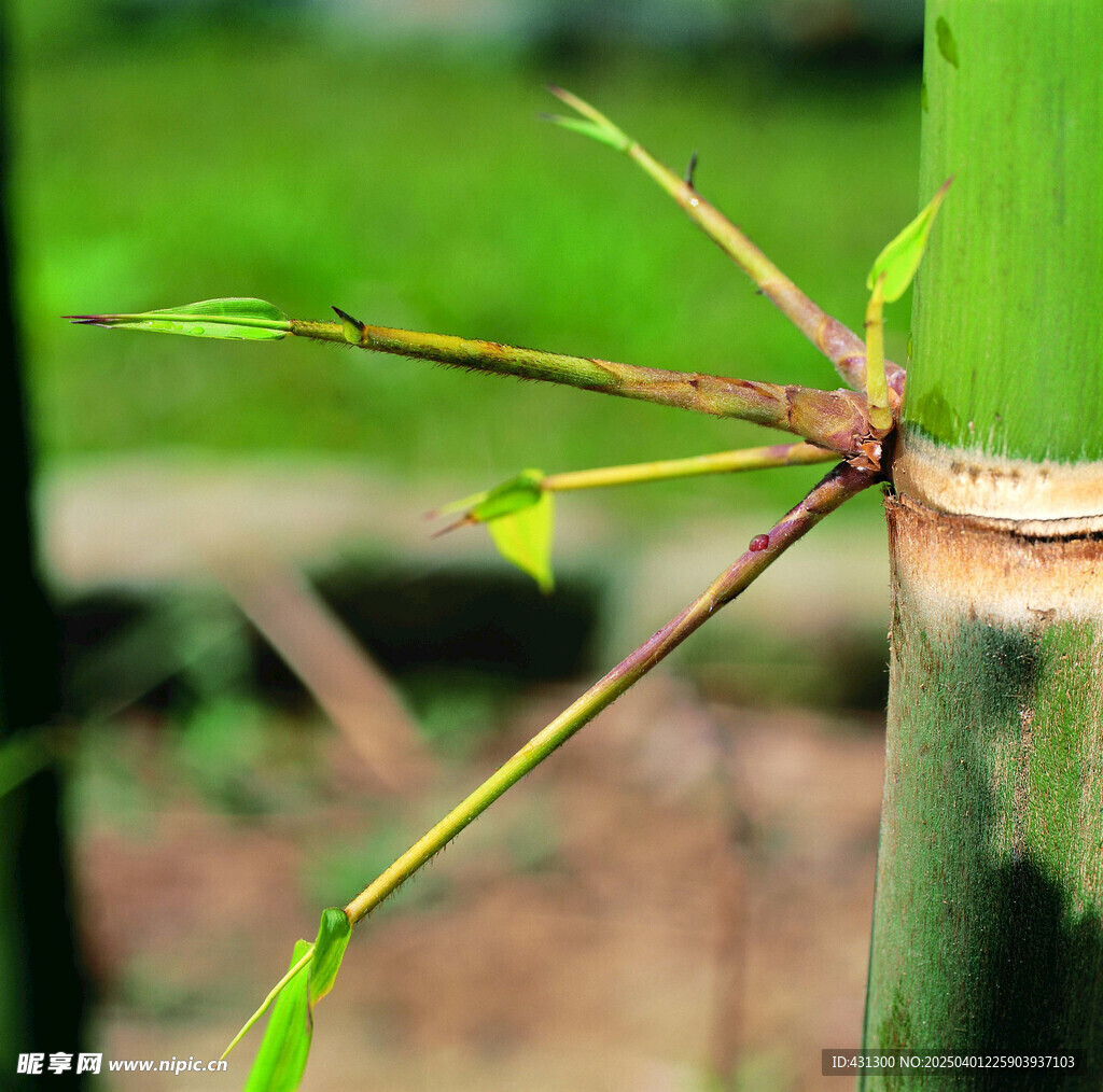 竹节嫩芽