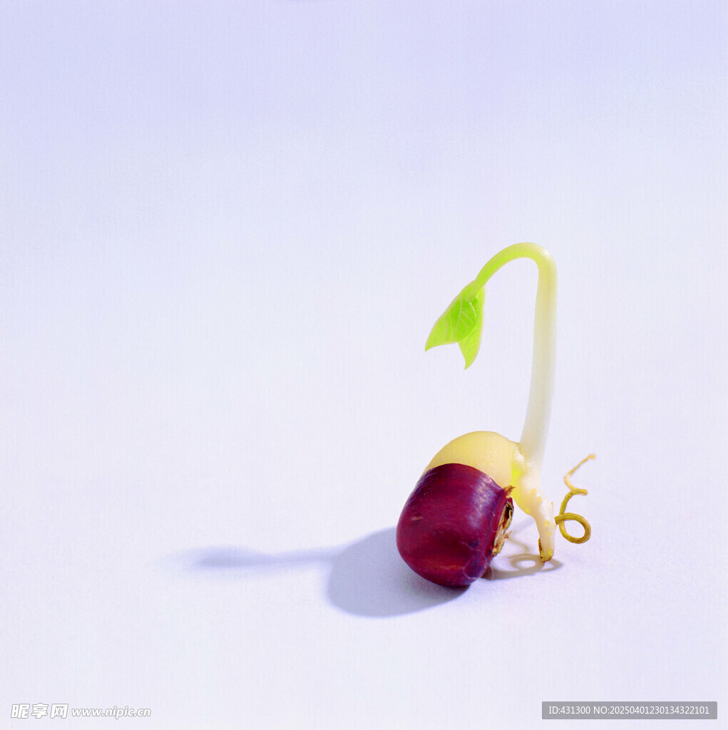 红豆芽