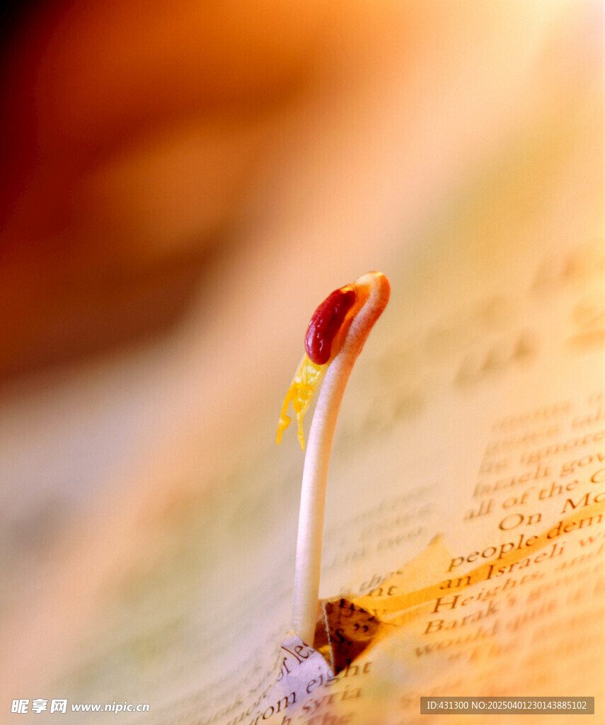 破书而出的红豆芽